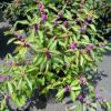 Purple Beauty Berry Bush 3gal
